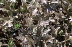 Ісландський мох для шлунка: застосування, властивості