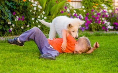 Що робити, якщо дитину вкусила собака? Перша допомога і лікування укусу