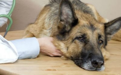Пронос зі слизом у собаки: причини і лікування