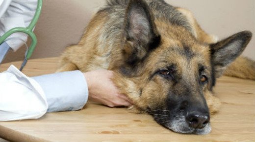Пронос зі слизом у собаки: причини і лікування