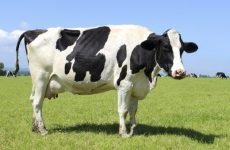 Пронос у корови: що робити, чим лікувати?