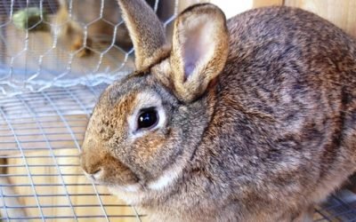 Пронос у кроликів: як і чим лікувати?