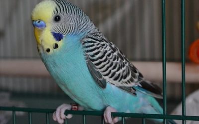 Пронос у папуги: що робити, чим лікувати?