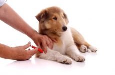 Після щеплення у собаки пронос: причини і лікування