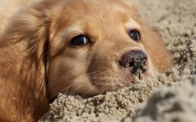 Зелений пронос у собаки: причини і лікування