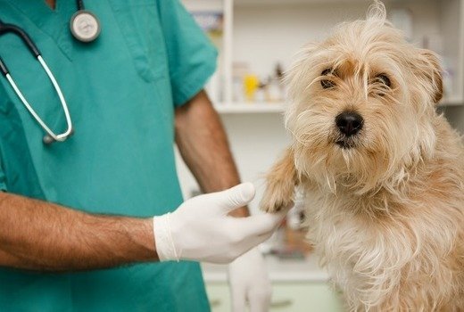 Зелений пронос у собаки: причини і лікування