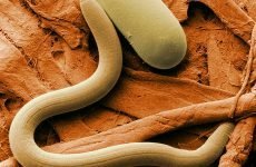 Найпростіші паразити: різновиди, шляхи зараження, лікування
