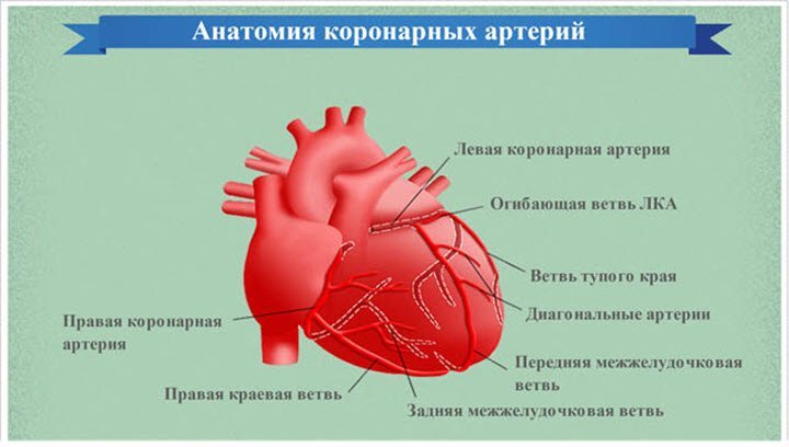 Анатомия коронарных артерий: функции, строение и механизм кровоснабжения
