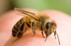 Апітерапія: лікування бджолами при остеохондрозі, масаж медом, прополіс, перга
