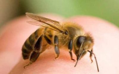 Апітерапія: лікування бджолами при остеохондрозі, масаж медом, прополіс, перга