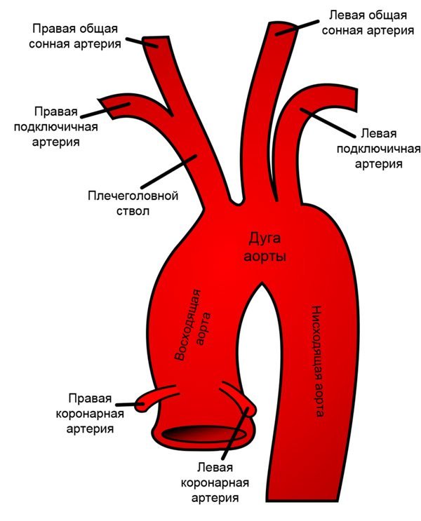Что такое брахиоцефальные артерии, как проводится дуплексное сканирование БЦА?