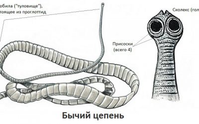 Бичачий ціп’як (черв’як солітер): симптоми у людини, життєвий цикл паразита, як від нього позбутися