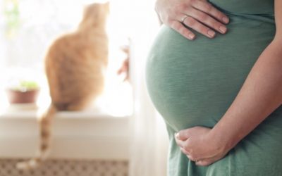 Що робити, якщо у вагітної токсоплазмоз — способи лікування недуги