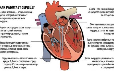 Анатомія коронарних артерій: функції, будова та механізм кровопостачання
