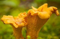 Як приймати гриби лисички від паразитів: рецепт, сушені, настоянка, відгуки