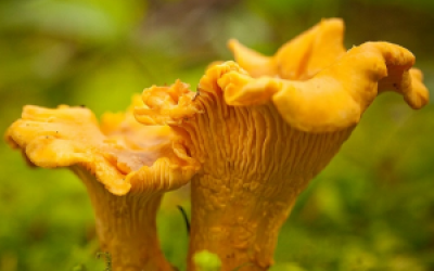 Як приймати гриби лисички від паразитів: рецепт, сушені, настоянка, відгуки