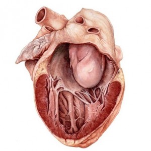 miksoma: serdca, bryushiny, chelyusti, malogo taza, simptomy, prichiny, lechenie, stoimost operacii12