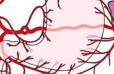 Іннервація шлунка: як відбувається, що відбувається при порушенні