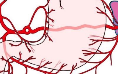 Іннервація шлунка: як відбувається, що відбувається при порушенні