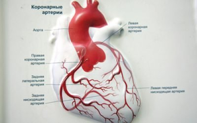 Коронарні артерії серця, судин схема