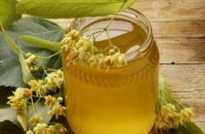 Липовий мед: корисні властивості і протипоказання