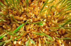 Зародки пшениці: користь і шкода для здоров’я