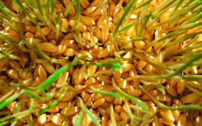 Зародки пшениці: користь і шкода для здоров’я