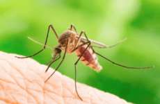 Алергія на укуси комах – чим небезпечна алергія?