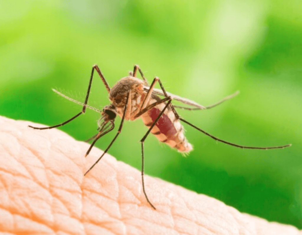 Алергія на укуси комах - чим небезпечна алергія?