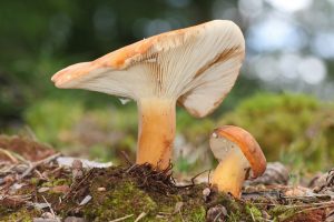 Можна отруїтися солоними грибами: симптоми отруєння груздями, наслідки і відновлення організму