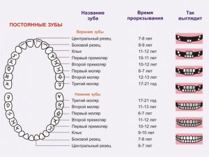 Чому молочні зуби прорізуються не по порядку