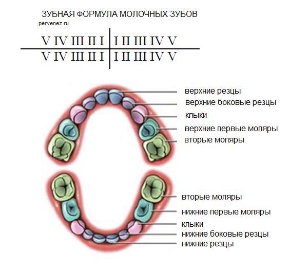Зубна формула у дітей: схеми і види розташування зубів